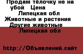Продам тёлочку не на убой › Цена ­ 30 000 - Липецкая обл. Животные и растения » Другие животные   . Липецкая обл.